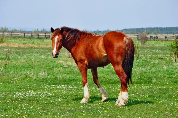 Koně na letní pasturee — Stock fotografie