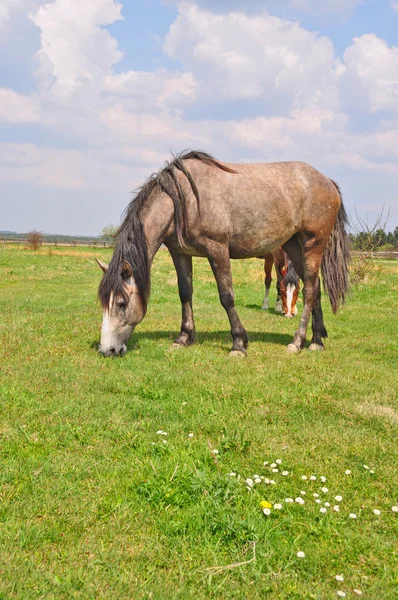 Кінь на літній пасовищі — стокове фото