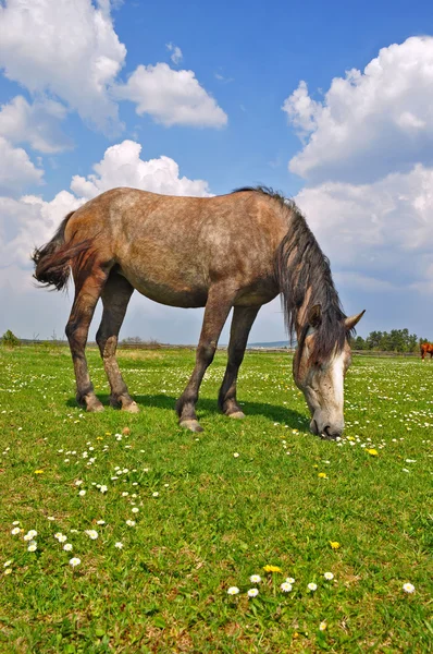 Ló, a nyári pasturee — Stock Fotó