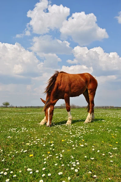 Кінь на літній пасовищі — стокове фото