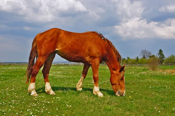 Hest på en sommer græs - Stock-foto