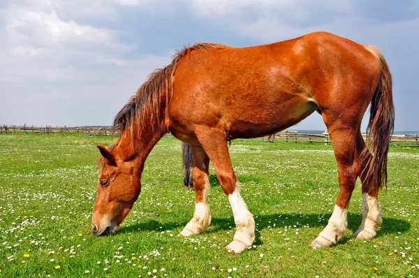 Koně na letní pasturee — Stock fotografie