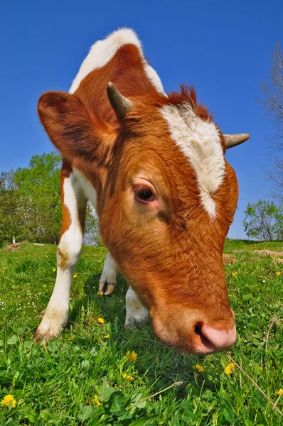 Das Kalb auf der Sommerweide — Stockfoto