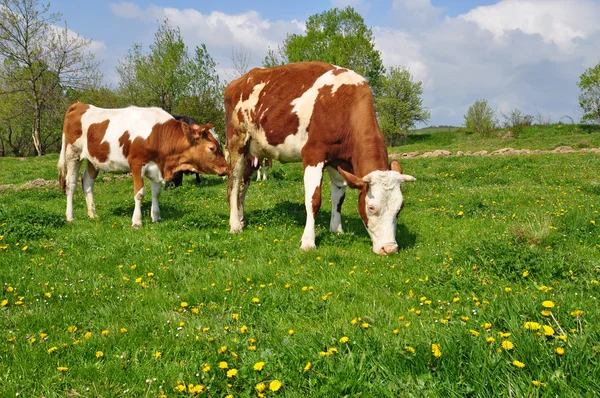 夏の牧草地に母の近くの子牛 — ストック写真