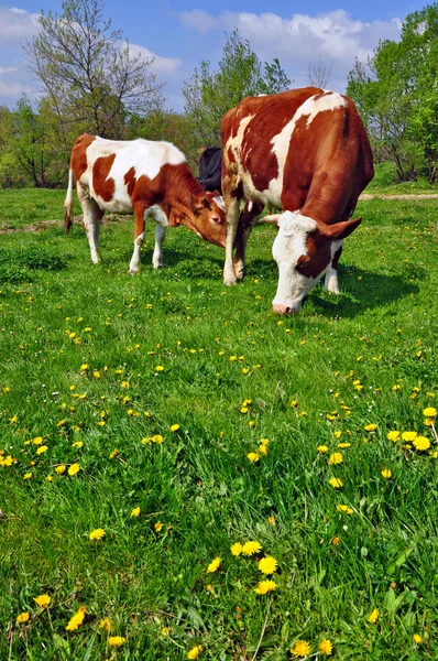 stock image The calf near mother on a summer pasture