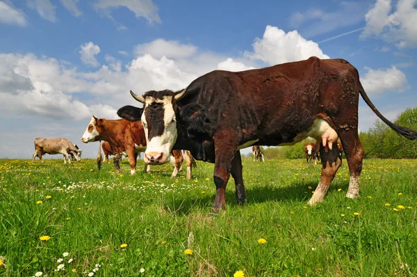 stock image Cows on a summer pasture