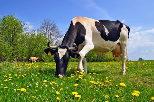 stock image Cow on a summer pasture