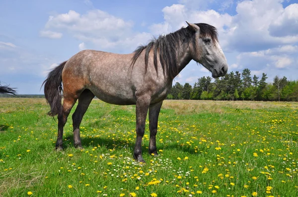 At üstünde bir yaz pasturee — Stok fotoğraf