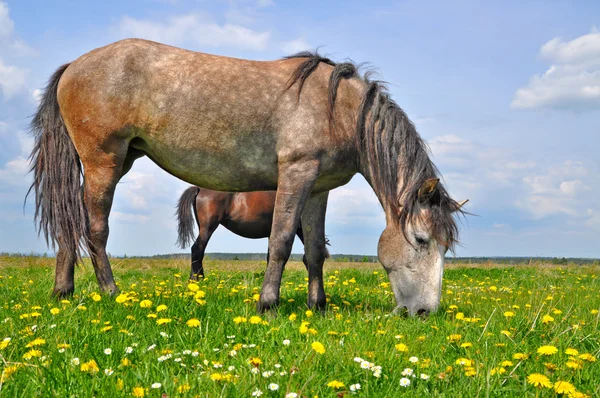 Paard op een zomer-pasturee — Stockfoto