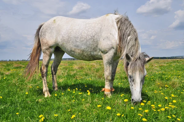 Cavalo em um pasturee de verão — Fotografia de Stock