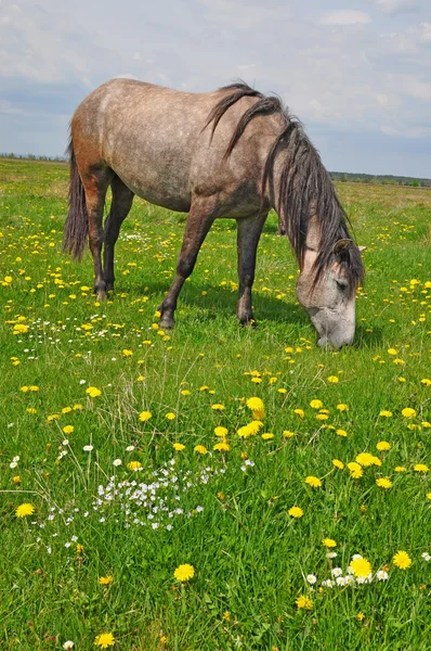 Hevonen kesälaitumella — kuvapankkivalokuva