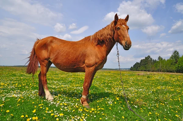 Koń na lato pasturee — Zdjęcie stockowe