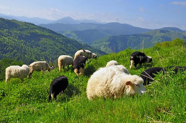 Ovelhas em uma paisagem rural . — Fotografia de Stock