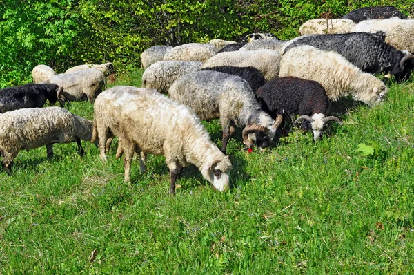Овцы в сельской местности . — стоковое фото