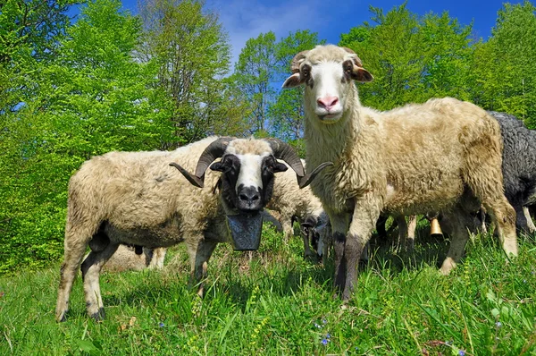RAM na letní pastviny — Stock fotografie