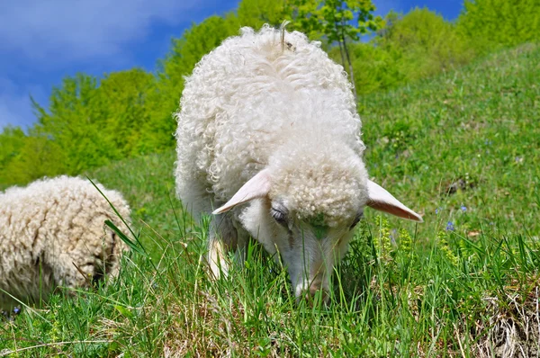 Pecora in un paesaggio rurale . — Foto Stock