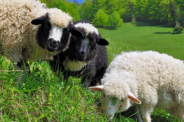 Les moutons dans un paysage rural . — Photo