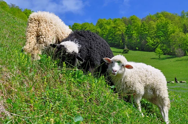 農村景観における羊. — ストック写真