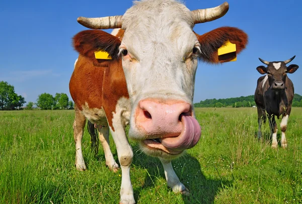 stock image Cow on a summer pasture