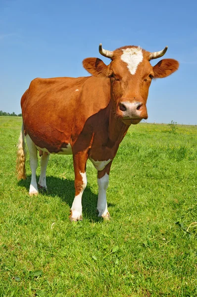 Αγελάδα σε θερινό βοσκότοπο — Φωτογραφία Αρχείου