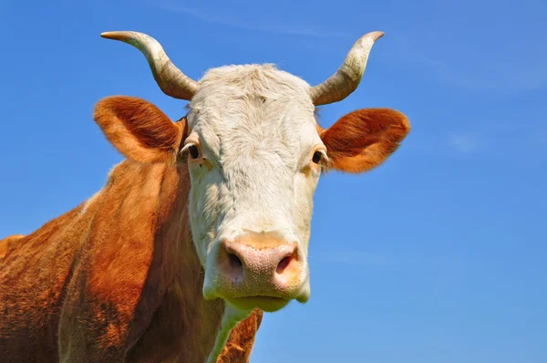 牛的头 — 图库照片