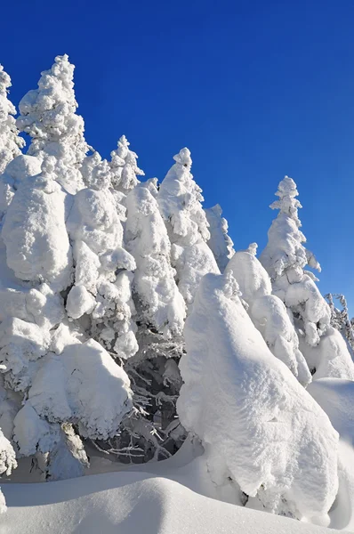 Weißtannen aus Schnee — Stockfoto