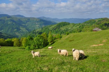 Sheep in mountains clipart