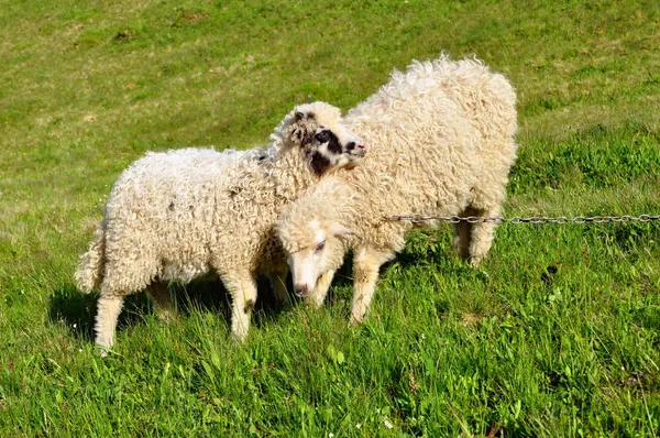 Sheep in a rural landscape. — Stock Photo, Image