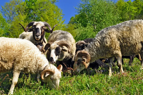 Rams on a summer pasture — Stock Photo, Image