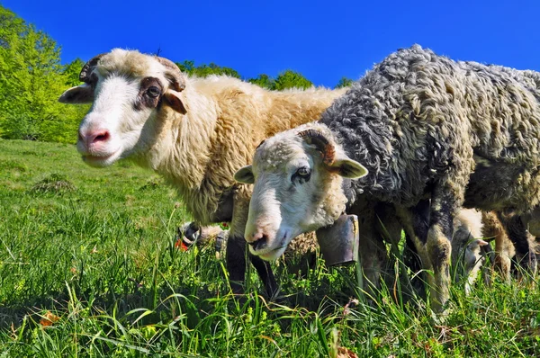 RAM na letní pastviny — Stock fotografie
