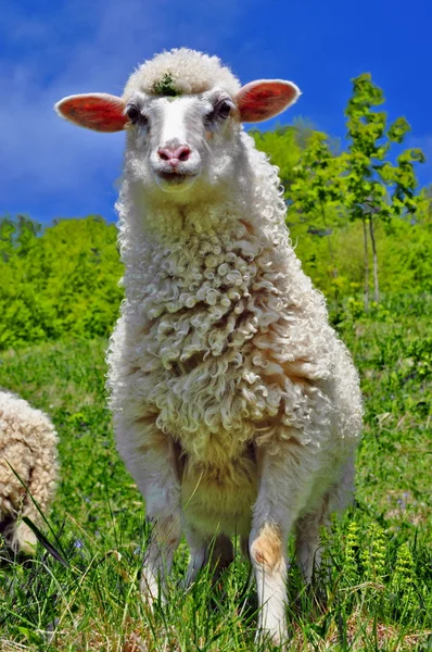 羊的乡村景观. — 图库照片