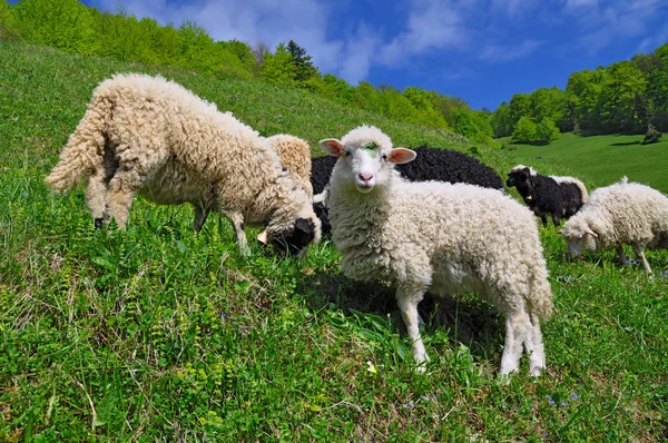 Вівці в сільському пейзажі . — стокове фото