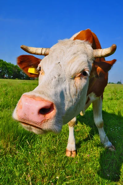 stock image Cow on a summer pasture