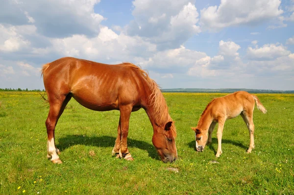 Foal with a mare on a summer pasture — Stock Photo, Image