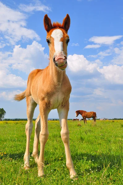 Rodit na letní pastviny — Stock fotografie