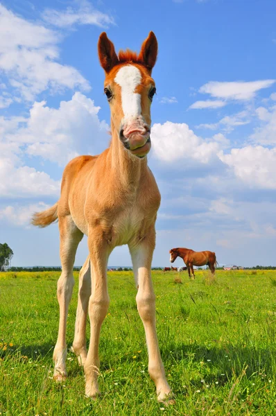 Veulen op een zomer weiland — Stockfoto