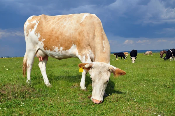 stock image Cow on a summer pasture