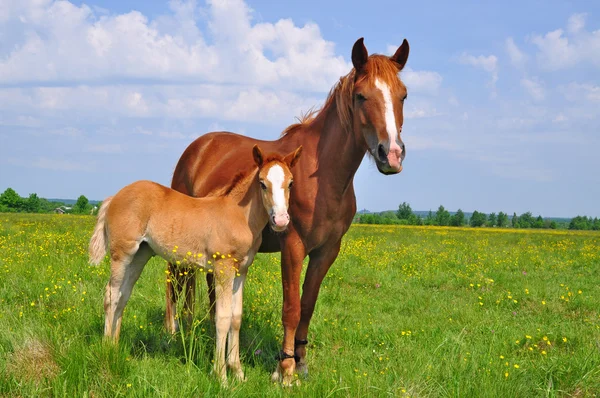 夏の牧草地での雌馬との戦い — ストック写真