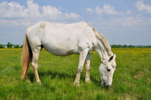 Лошадь на летнем пастбище — стоковое фото