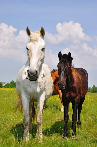 Коні на літньому пасовищі — стокове фото
