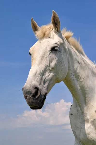 stock image Head of a horse