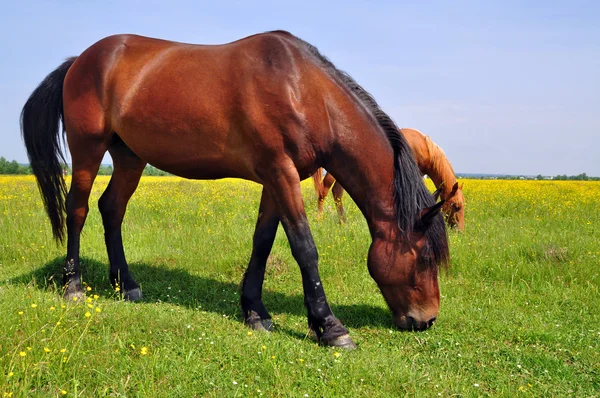 Horse on a summer pasture — Stock Photo, Image