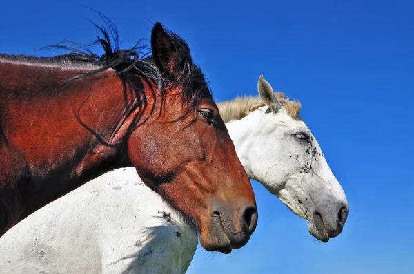 Teste di cavallo — Foto Stock