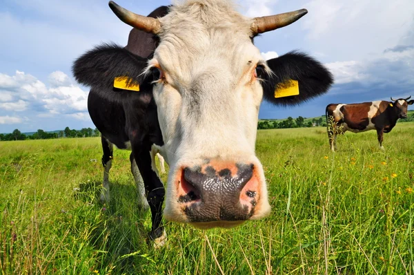 stock image Cow on a summer pasture