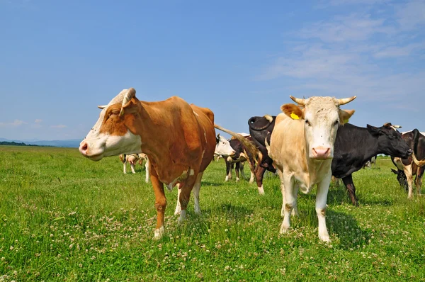 Stock image Cows on a summer pasture