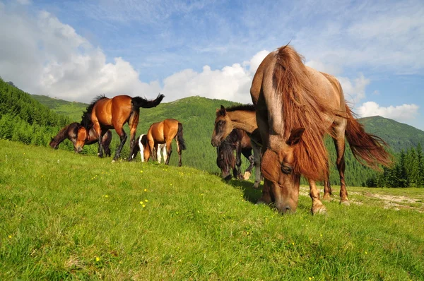 stock image Horses on a summer mountain pasture