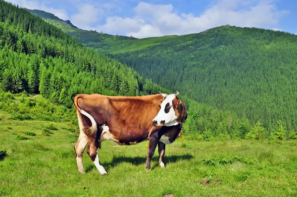 牛儿在夏山牧场上 — 图库照片