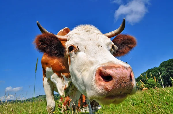 stock image Cow on a summer pasture