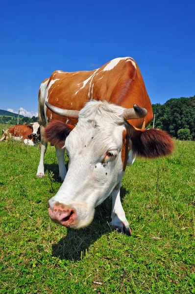 stock image Cow on a summer pasture