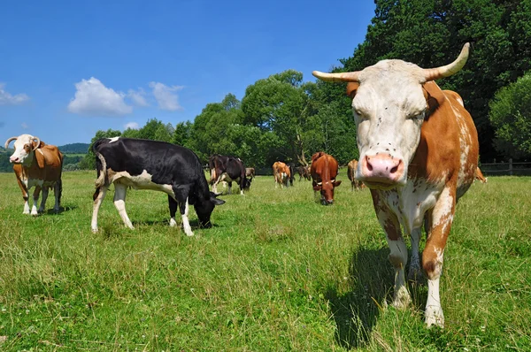 Корови на літньому пасовищі — стокове фото